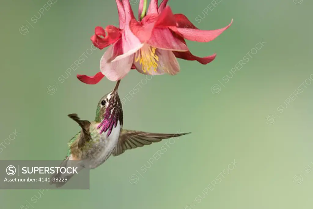 calliope hummingbird - male at columbine flower, stellula calliope, british columbia, canada 