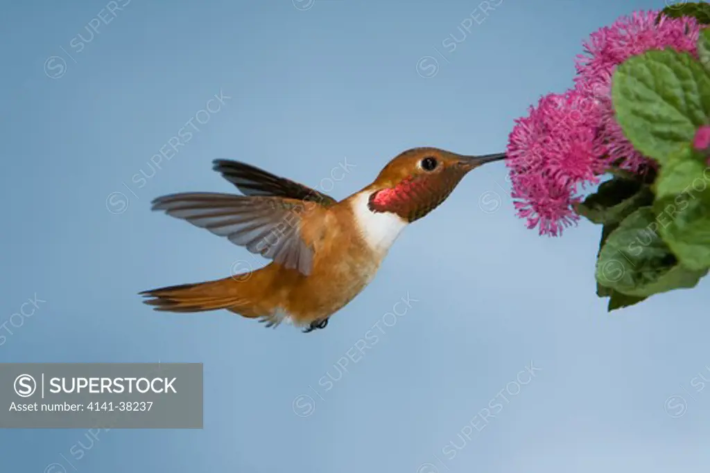 rufous hummingbird feeing at flower, selasphorus rufus, british columbia, canada 