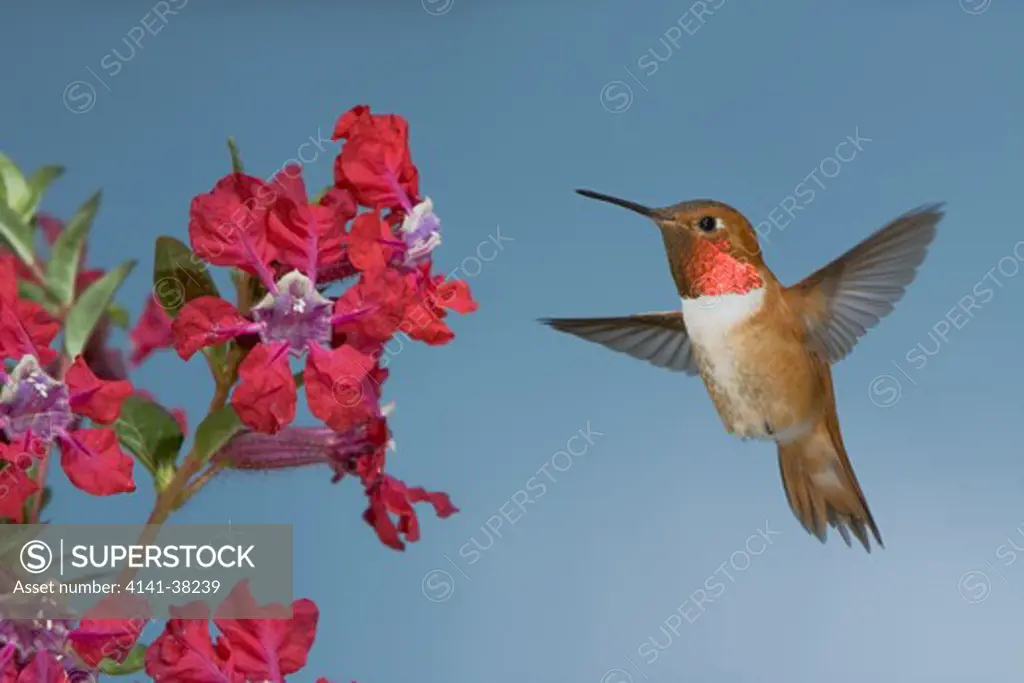 rufous hummingbird feeing at flower, selasphorus rufus, british columbia, canada 