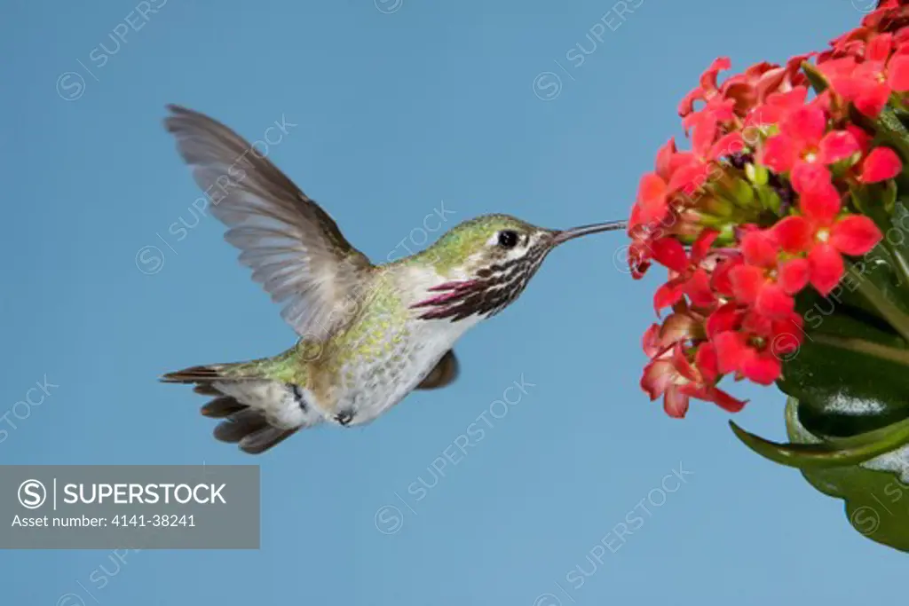 calliope hummingbird - male at flower, stellula calliope, british columbia, canada 