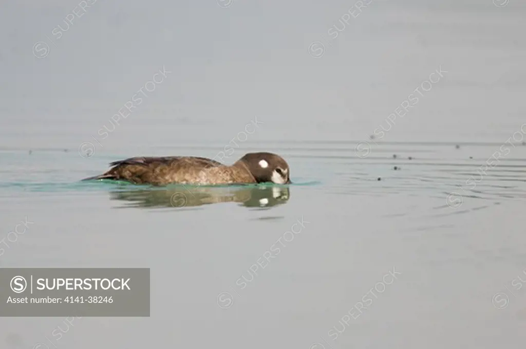 harlequin duck - female catching flies on lake, histrionicus histrionicus, canadian rocky mountains, alberta, canada 
