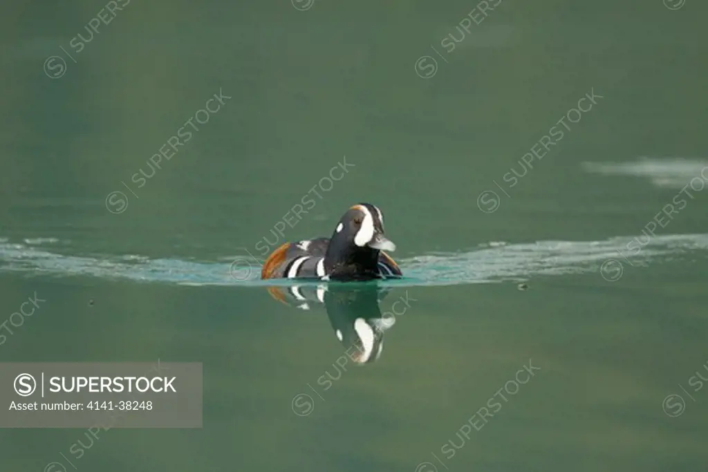 harlequin duck - male catching flies on lake, histrionicus histrionicus, canadian rocky mountains, alberta, canada 