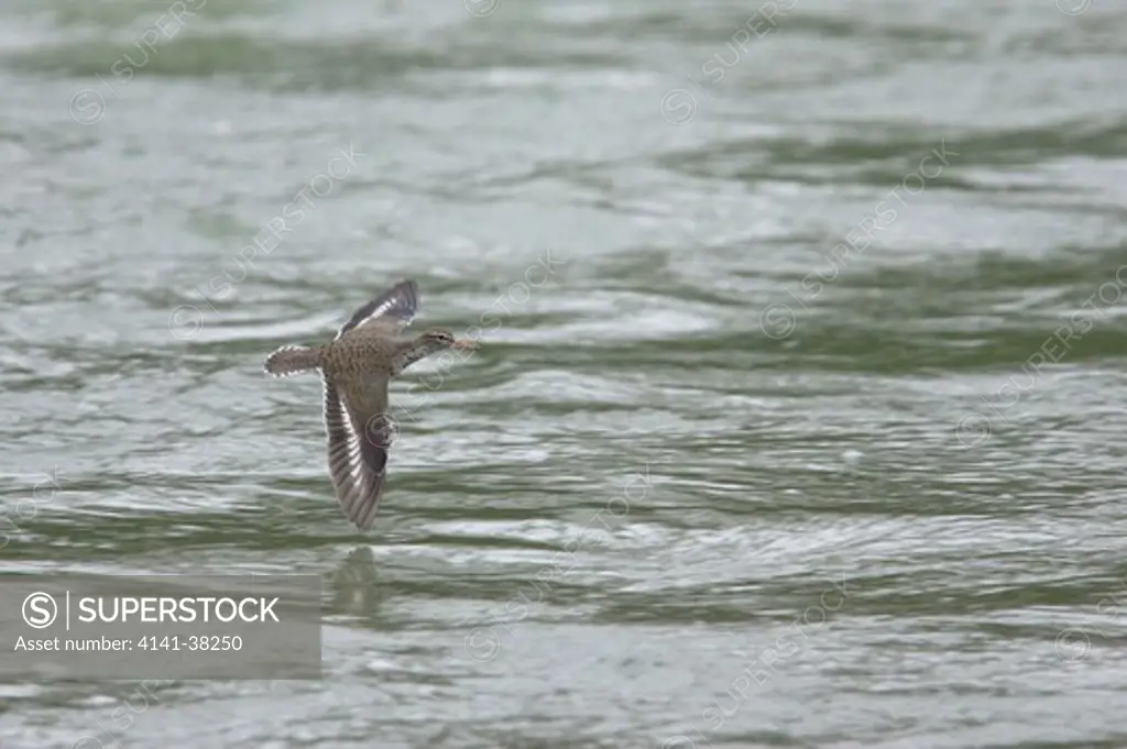 spotted sandpiper - flying over river, actitis macularia, canadian rocky mountains, alberta, canada 