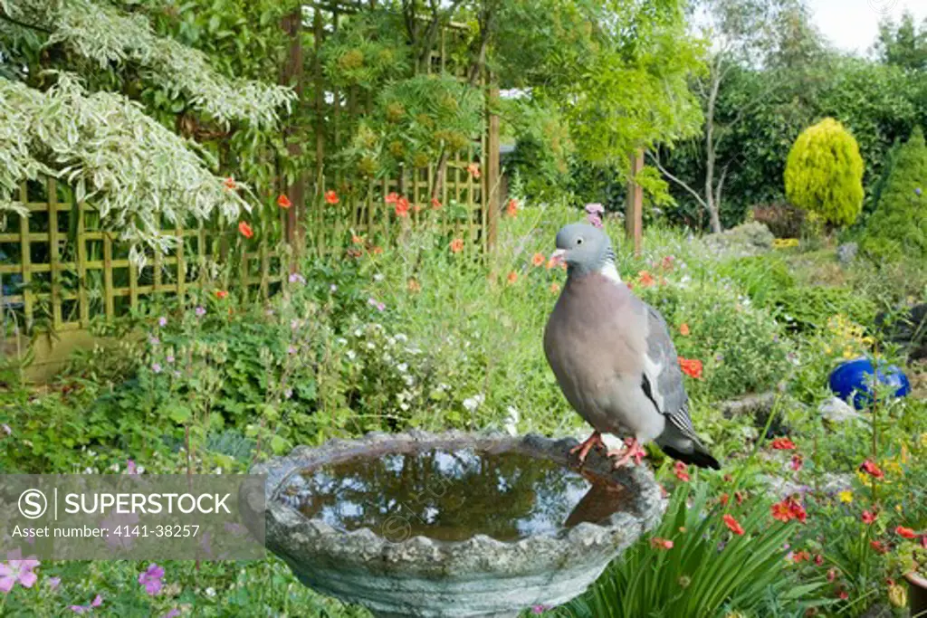 woodpigeon - in garden birdbath, columba palumbus, essex, uk 