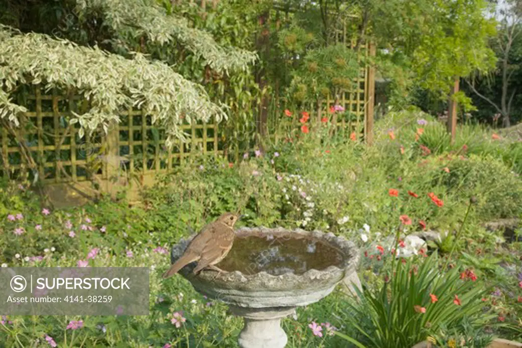 song thrush - in garden birdbath, turdus philomelus, essex, uk 