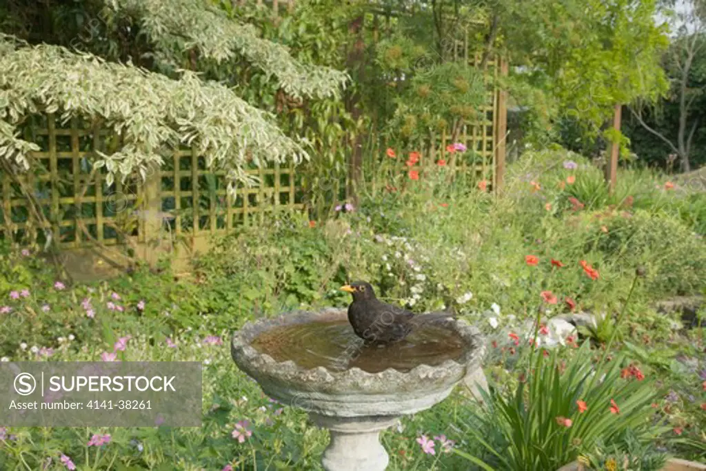 blackbird - in garden birdbath, turdus merula, essex, uk 