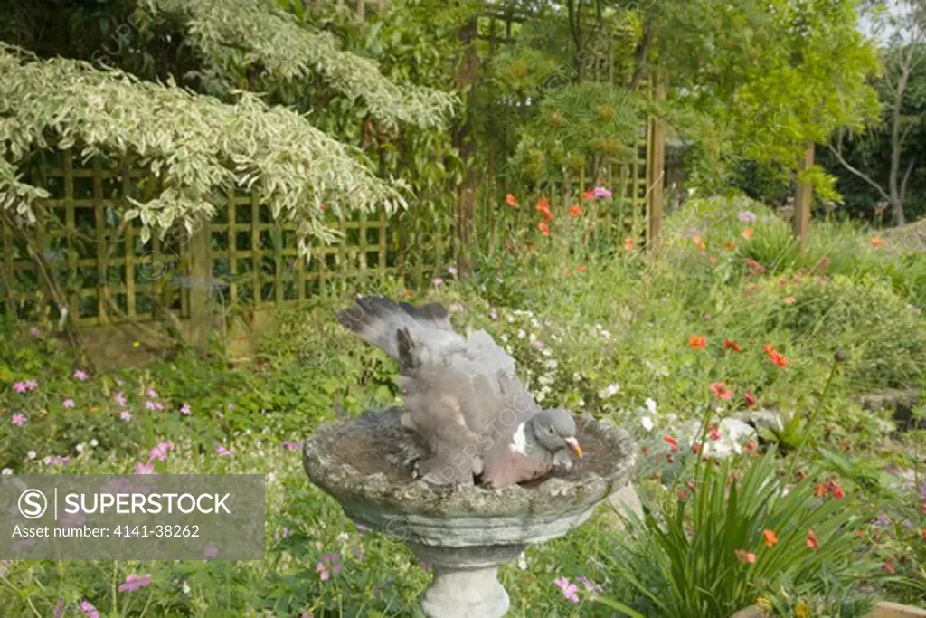 woodpigeon - in garden birdbath, columba palumbus, essex, uk 