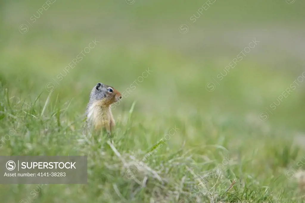 columbian ground squirrel - standing upright on lookout for danger, spermophilus columbianus, rocky mountains, alberta, canada 