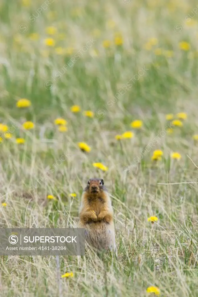 columbian ground squirrel - standing upright on lookout for danger, spermophilus columbianus, rocky mountains, alberta, canada 