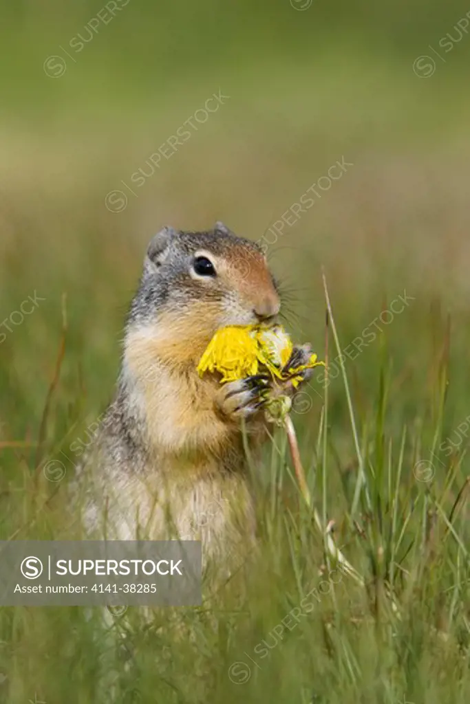 columbian ground squirrel - eating dandelion flower, spermophilus columbianus, rocky mountains, alberta, canada 