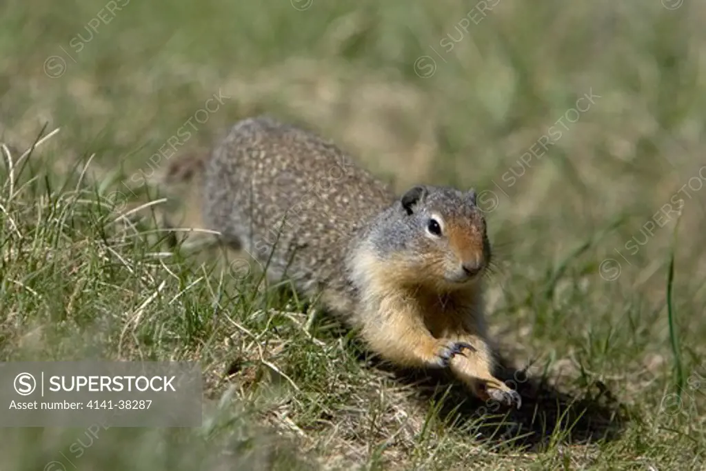 columbian ground squirrel, spermophilus columbianus, running, rocky mountains, alberta, canada 
