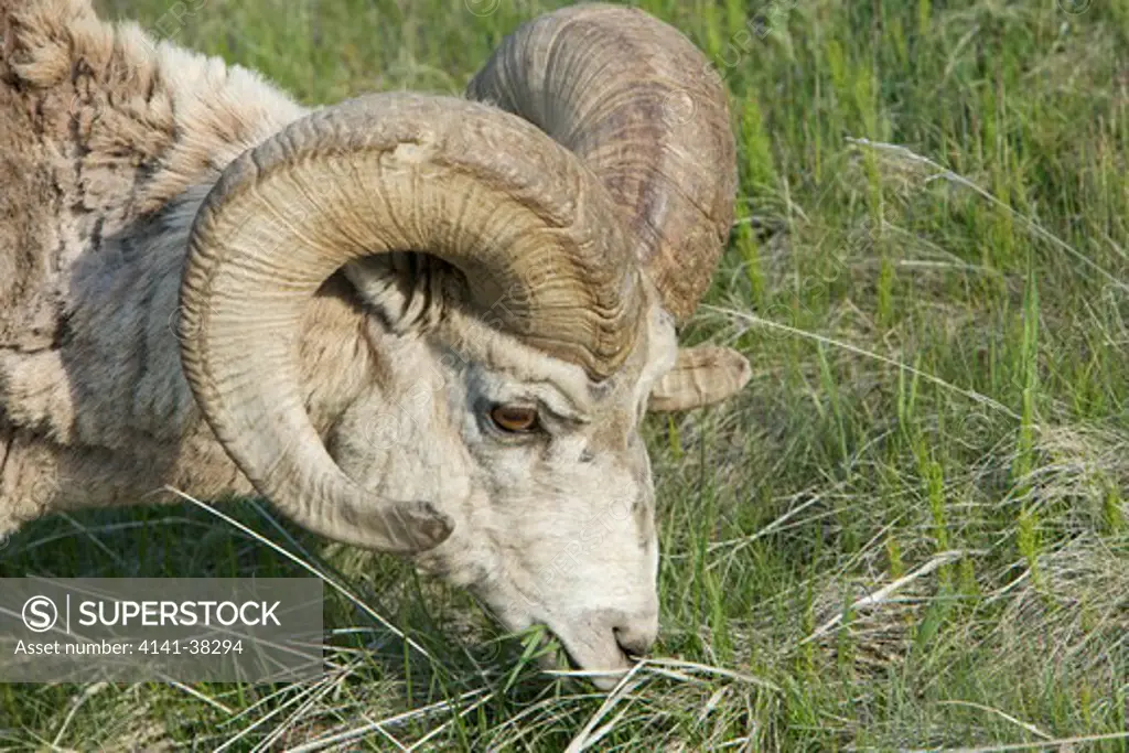 bighorn sheep - grazing, ovis canadensis, canadian rocky mountains, alberta, canada 