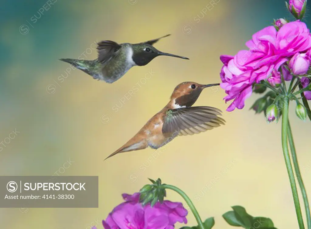 rufous & black-chinned hummingbirds, selasphorus rufus & archilochus alexandri, british columbia, canada 