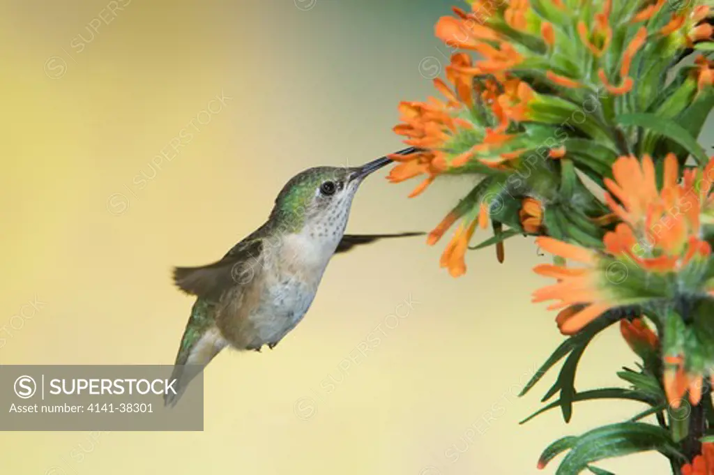 calliope hummingbird - female feeding at indian paintbrush flower, stellula calliope, british columbia, canada 