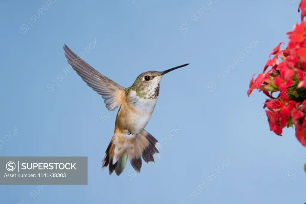 rufous hummingbird - female feeding at flower, selasphorus rufus, british columbia, canada 