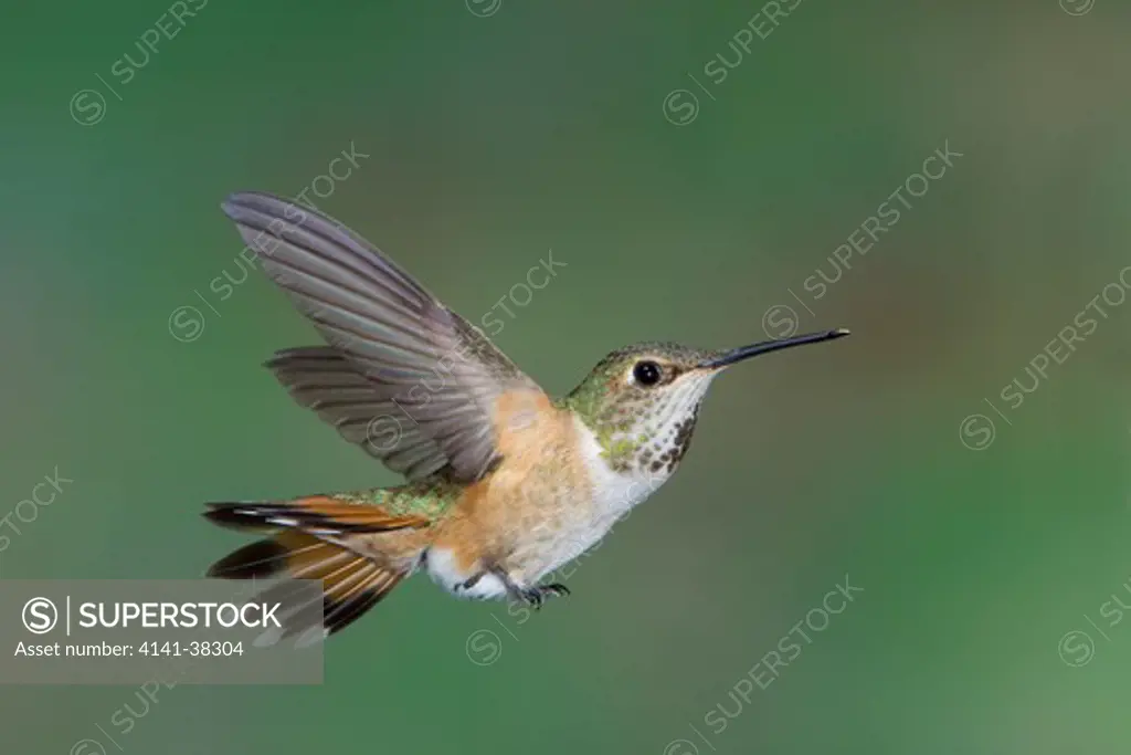 rufous hummingbird - female, selasphorus rufus, british columbia, canada 