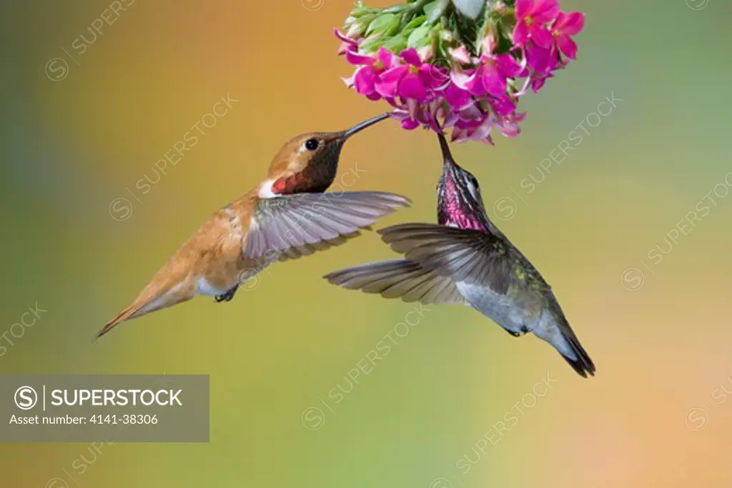 rufous & calliope hummingbird - males feeding at flower, selasphorus rufus & stellula calliope, british columbia, canada 