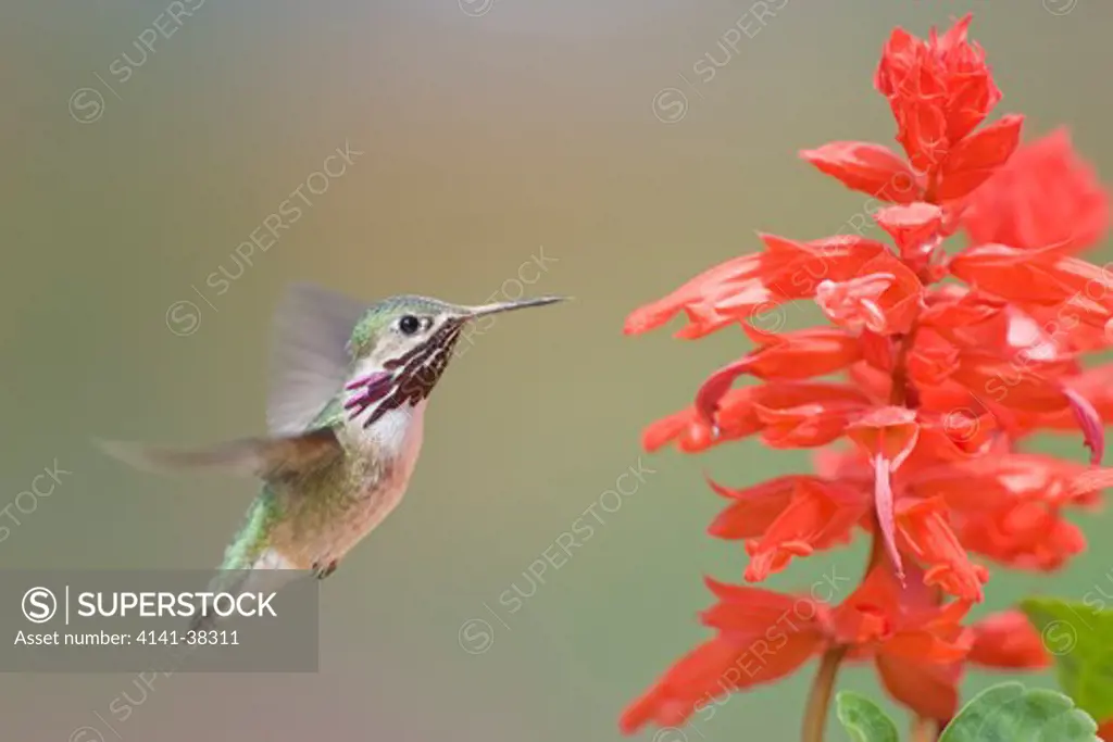 calliope hummingbird - male at red flower, stellula calliope, british columbia, canada 