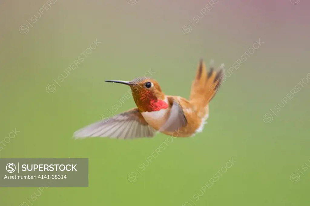 rufous hummingbird - male in flight, selasphorus rufus, british columbia, canada 