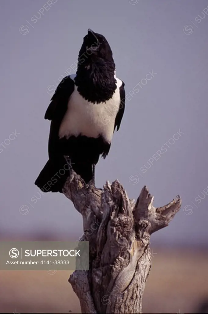 pied crow, (corvus albus) 'panting' in desert heat etosha n.p. namibia 