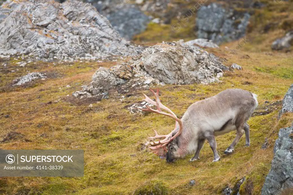 svalbard reindeer rangifer tarandus platyrhynchus date: 10.12.2008 ref: zb486_126122_0003 compulsory credit: nhpa/photoshot 