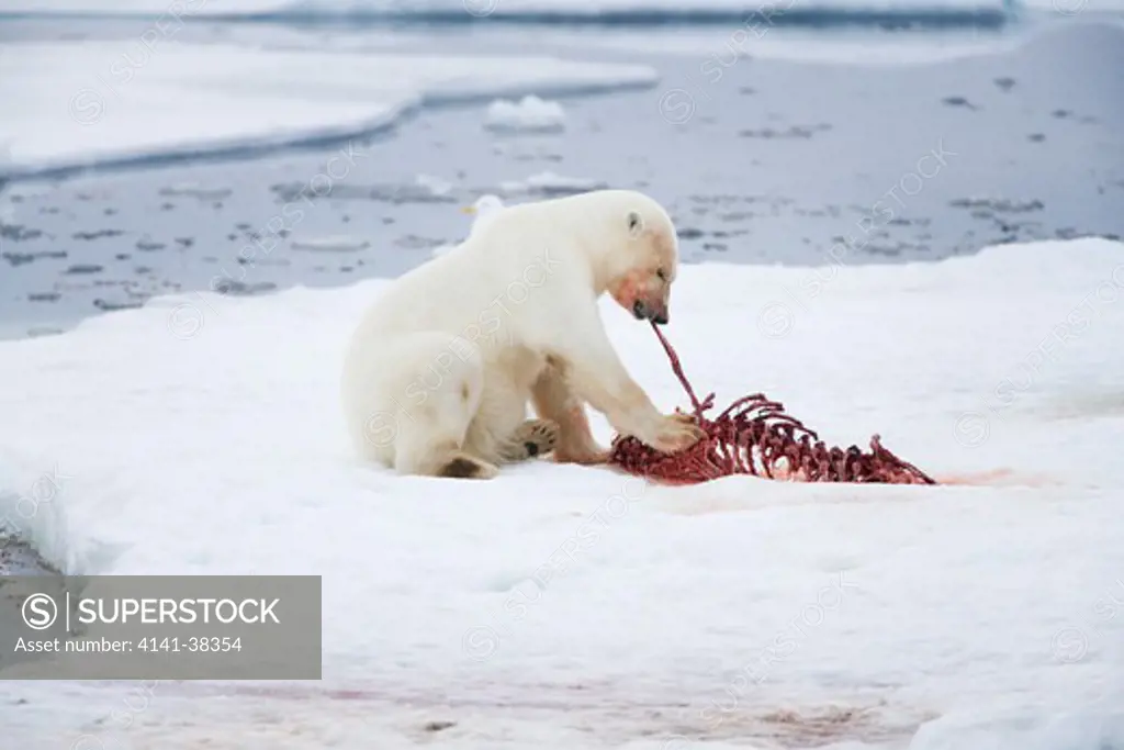polar bear and bearded seal kill rib cage ursus maritimus date: 10.12.2008 ref: zb486_126122_0018 compulsory credit: nhpa/photoshot 