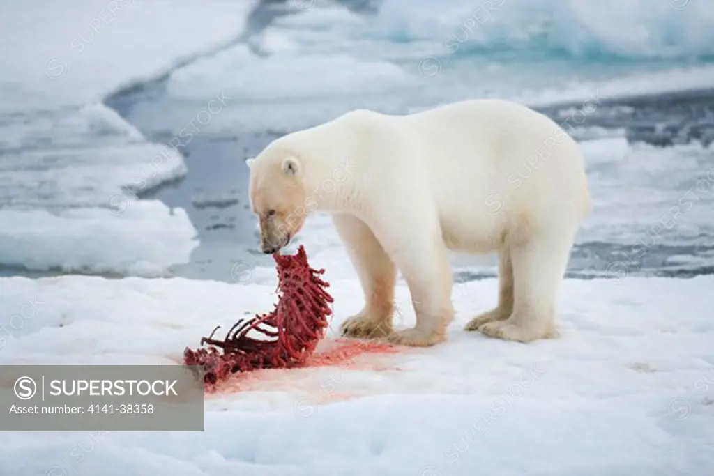 polar bear and bearded seal kill rib cage ursus maritimus date: 10.12.2008 ref: zb486_126122_0022 compulsory credit: nhpa/photoshot 