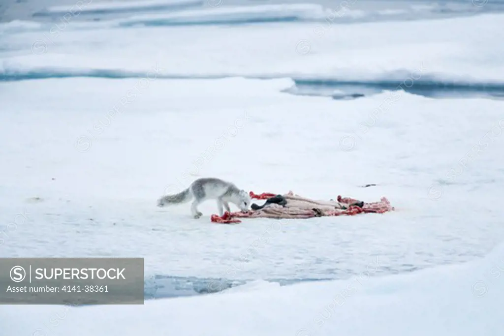 arctic fox and bearded seal kill skin alopex lagopus date: 10.12.2008 ref: zb486_126122_0025 compulsory credit: nhpa/photoshot 