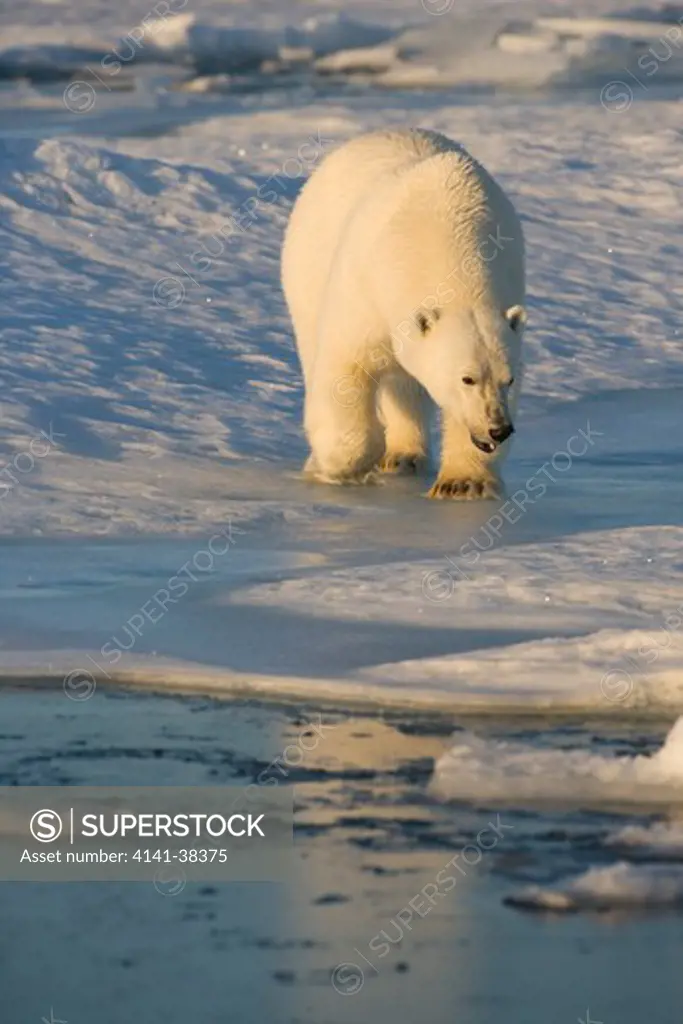 polar bear walking on ice ursus maritimus date: 10.12.2008 ref: zb486_126122_0039 compulsory credit: nhpa/photoshot 