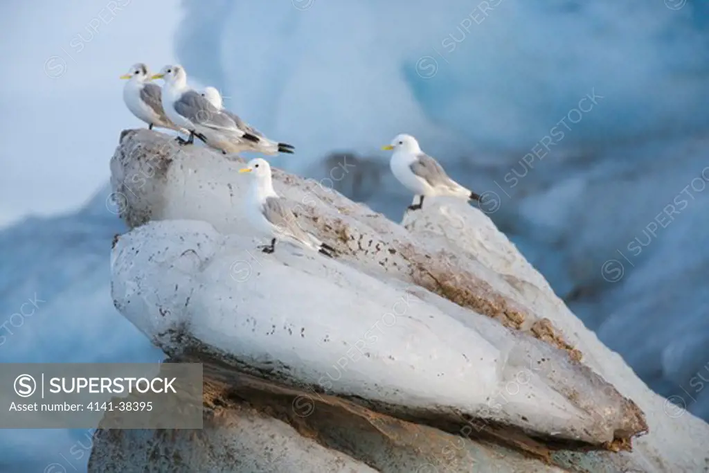 kittiwakes on ice floe, svalbard rissa tridactyla date: 10.12.2008 ref: zb486_126122_0059 compulsory credit: nhpa/photoshot 