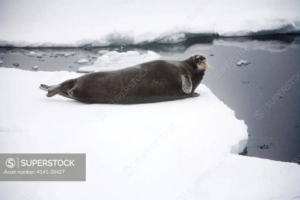 bearded seal on ice floe erignathus barbatus date: 10.12.2008 ref: zb486_126122_0091 compulsory credit: nhpa/photoshot 