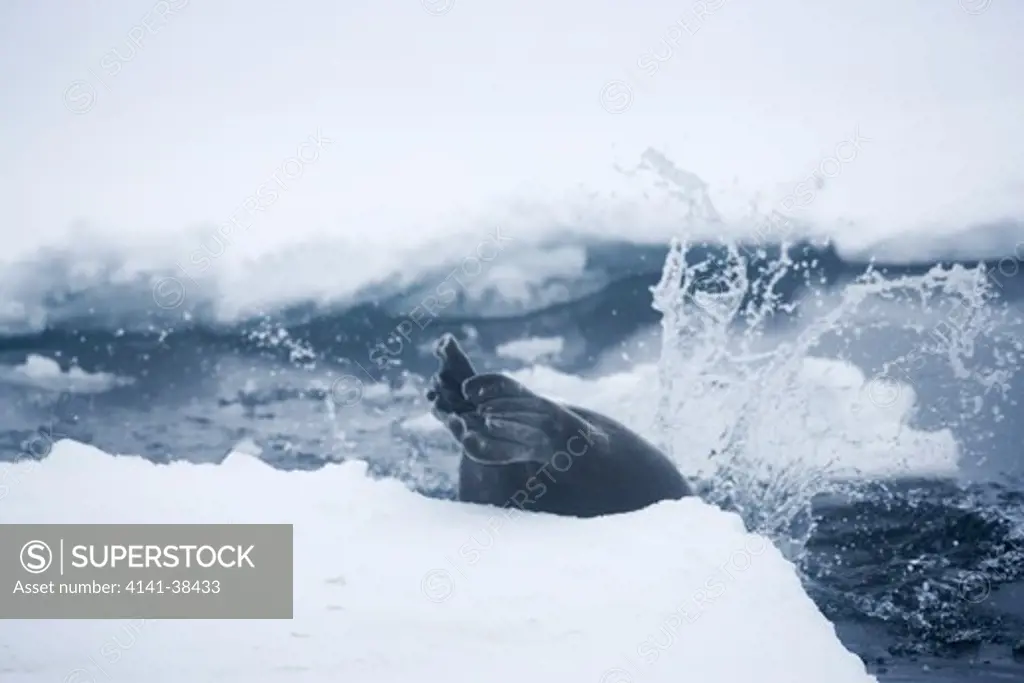 bearded seal diving off ice floe erignathus barbatus date: 10.12.2008 ref: zb486_126122_0097 compulsory credit: nhpa/photoshot 