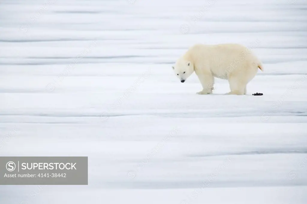 polar bear defecating on ice ursus maritimus date: 10.12.2008 ref: zb486_126122_0106 compulsory credit: nhpa/photoshot 
