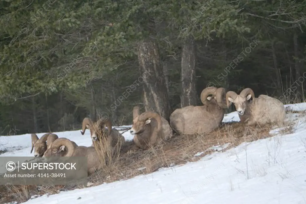 bighorn sheep near radium hot springs, canada (ovis canadensis) date: 10.12.2008 ref: zb486_126136_0014 compulsory credit: nhpa/photoshot 
