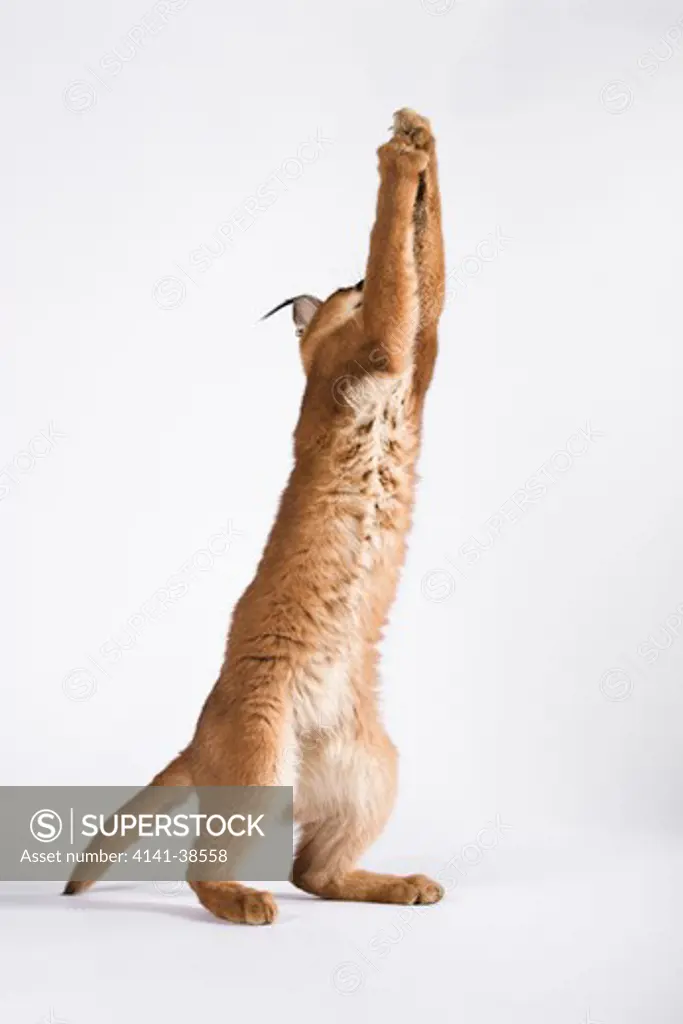 caracal (felis caracal) a small predatory cat jumping. against white background. dist. africa to india date: 18.12.2008 ref: zb538_126466_0048 compulsory credit: nhpa/photoshot
