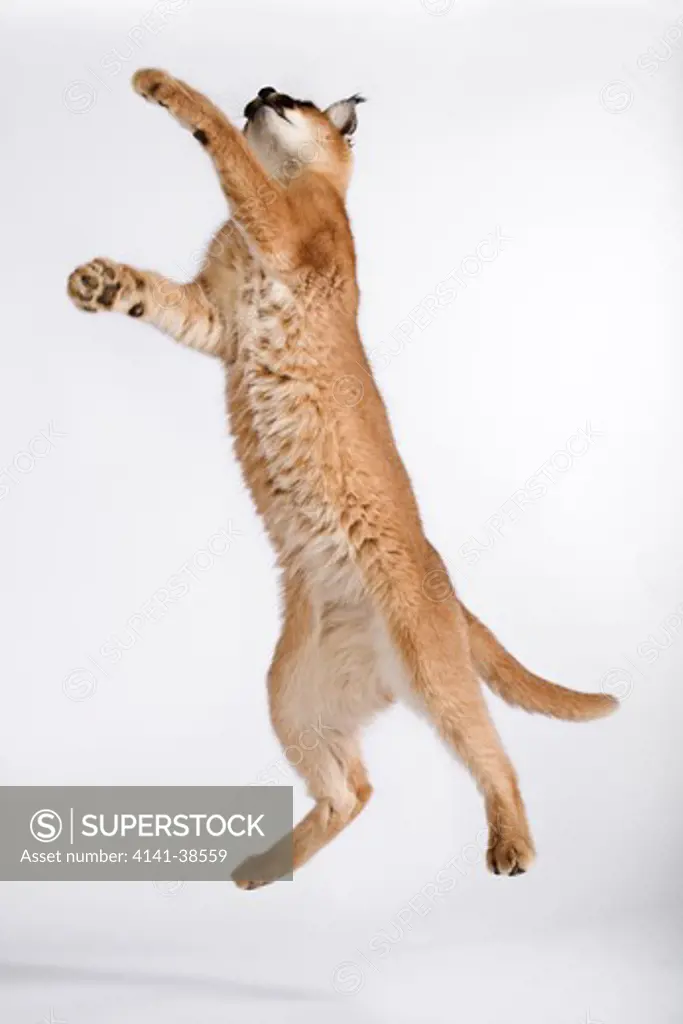 caracal (felis caracal) a small predatory cat jumping. against white background. dist. africa to india date: 18.12.2008 ref: zb538_126466_0049 compulsory credit: nhpa/photoshot