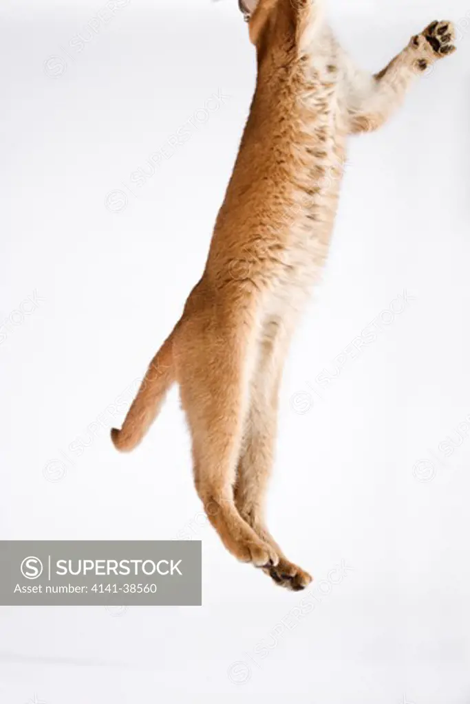 caracal (felis caracal) a small predatory cat jumping. against white background. dist. africa to india date: 18.12.2008 ref: zb538_126466_0050 compulsory credit: nhpa/photoshot