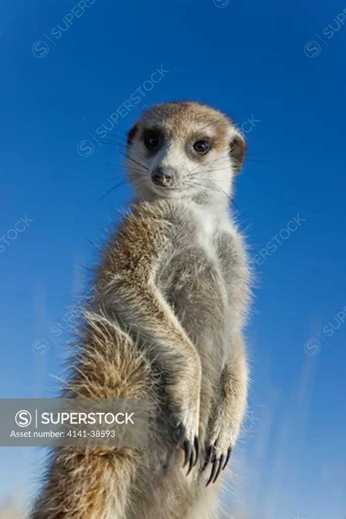 suricate / meerkat (suricata suricatta). sentinals stand upright to gain wider view of surrounding area. dist. arid areas of southern africa. botswana. date: 18.12.2008 ref: zb538_126466_0083 compulsory credit: nhpa/photoshot