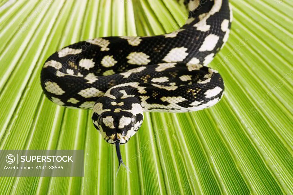 jungle carpet python (morelia spilota cheynei) non-venomous python species found in rainforests areas. dist. atherton tableland, northeastern australia. studio shot. date: 18.12.2008 ref: zb538_126466_0086 compulsory credit: nhpa/photoshot