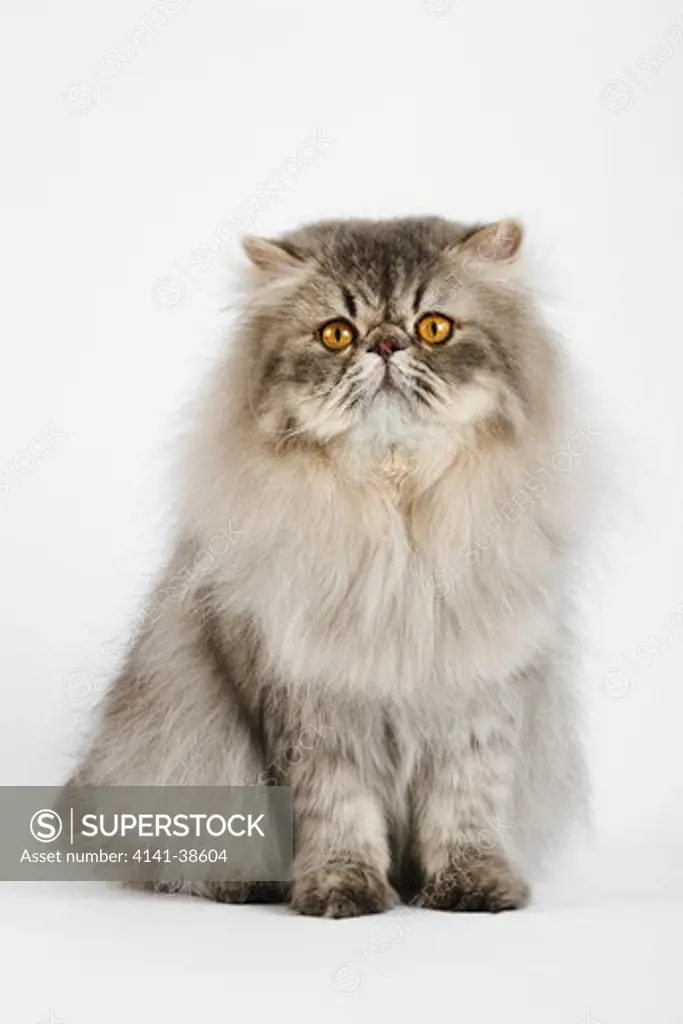 domestic cat. blue spotted persian tabby. studio shot against white background. date: 18.12.2008 ref: zb538_126466_0094 compulsory credit: nhpa/photoshot