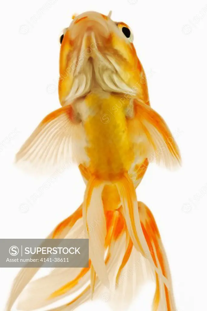 goldfish (carassius auratus). fresh water fish. variety of fancy goldfish. close-up of face. studio shot against white background. asian origin. distr. worldwide.