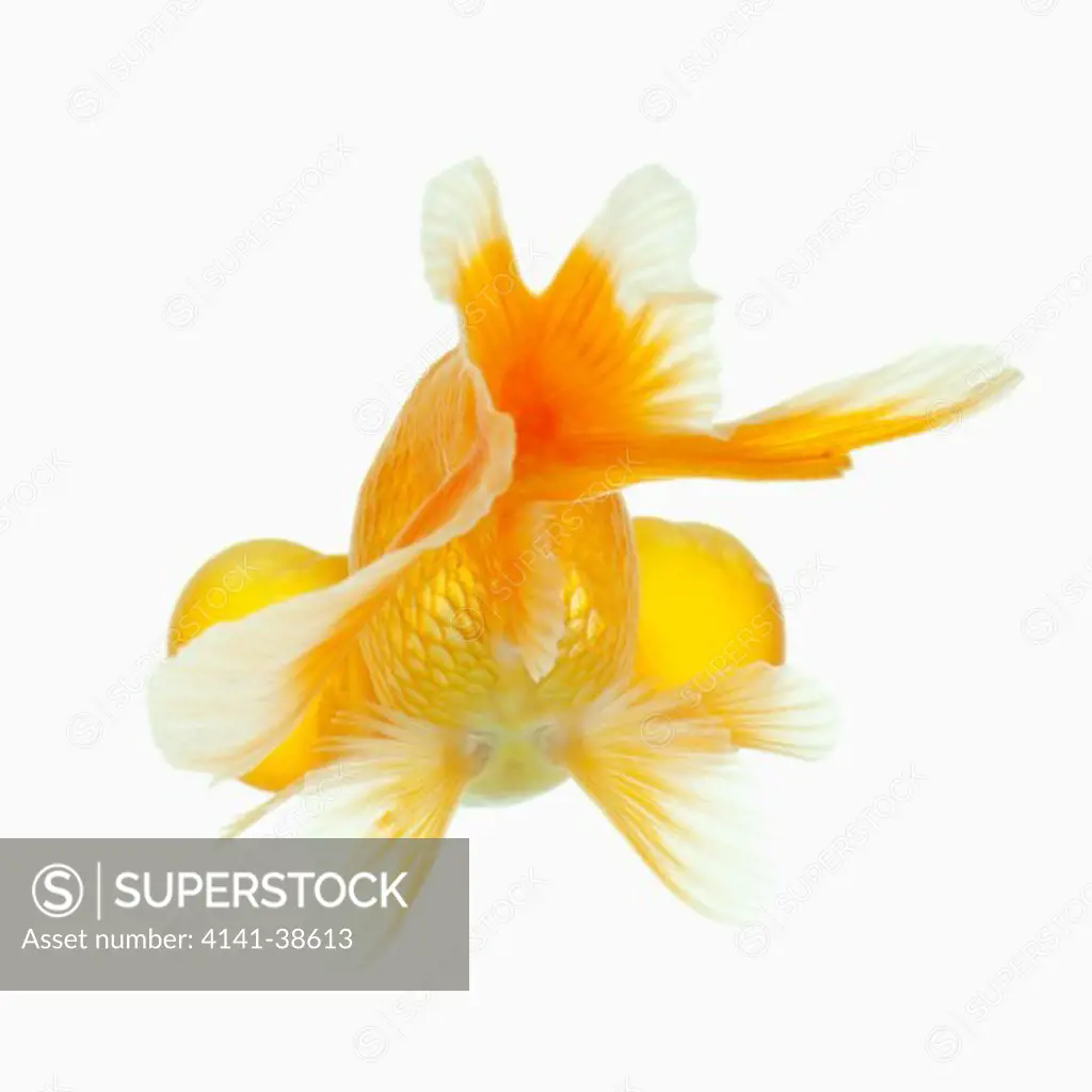 back view of bubble eyed goldfish (carassius auratus). fresh water fish. developed in china and is most likely a mutant originating from a telescope goldfish or a celestial goldfish. they have large fluid filled sacs around the eyes. studio shot against white background. studio shot against white background. dist.asia; central asia and china 
