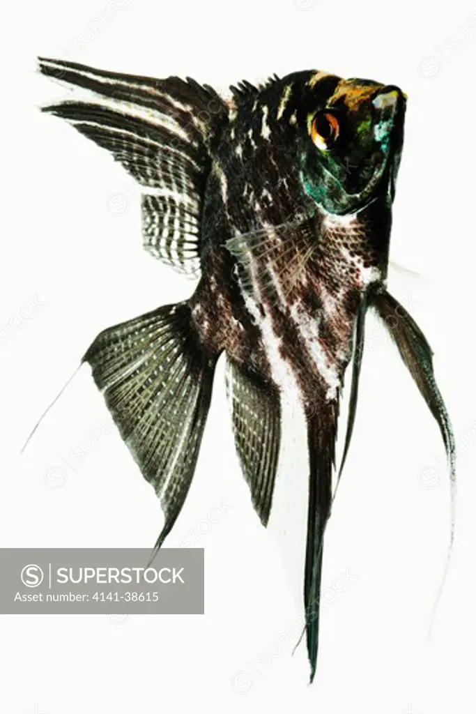 black lace freshwater angelfish (pterophyllum scalare). carnivorous tropical freshwater fish. dist. amazon river basins in tropical south america. studio shot against white background. 