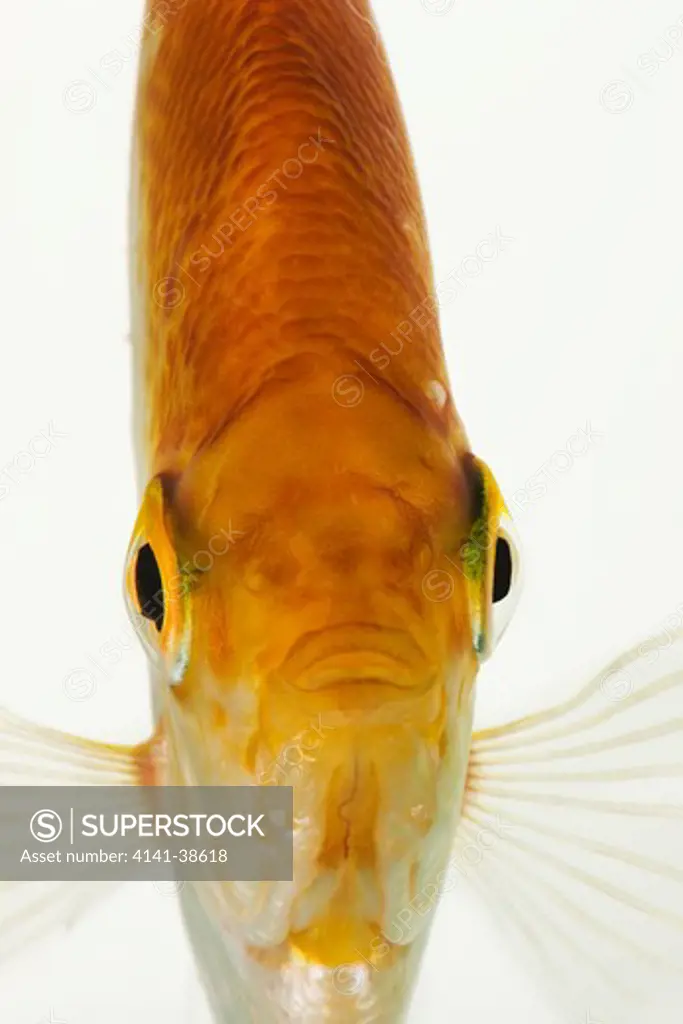 frontal view of golden freshwater angelfish (pterophyllum scalare). carnivorous tropical freshwater fish. dist. amazon river basins in tropical south america. studio shot against white background. 