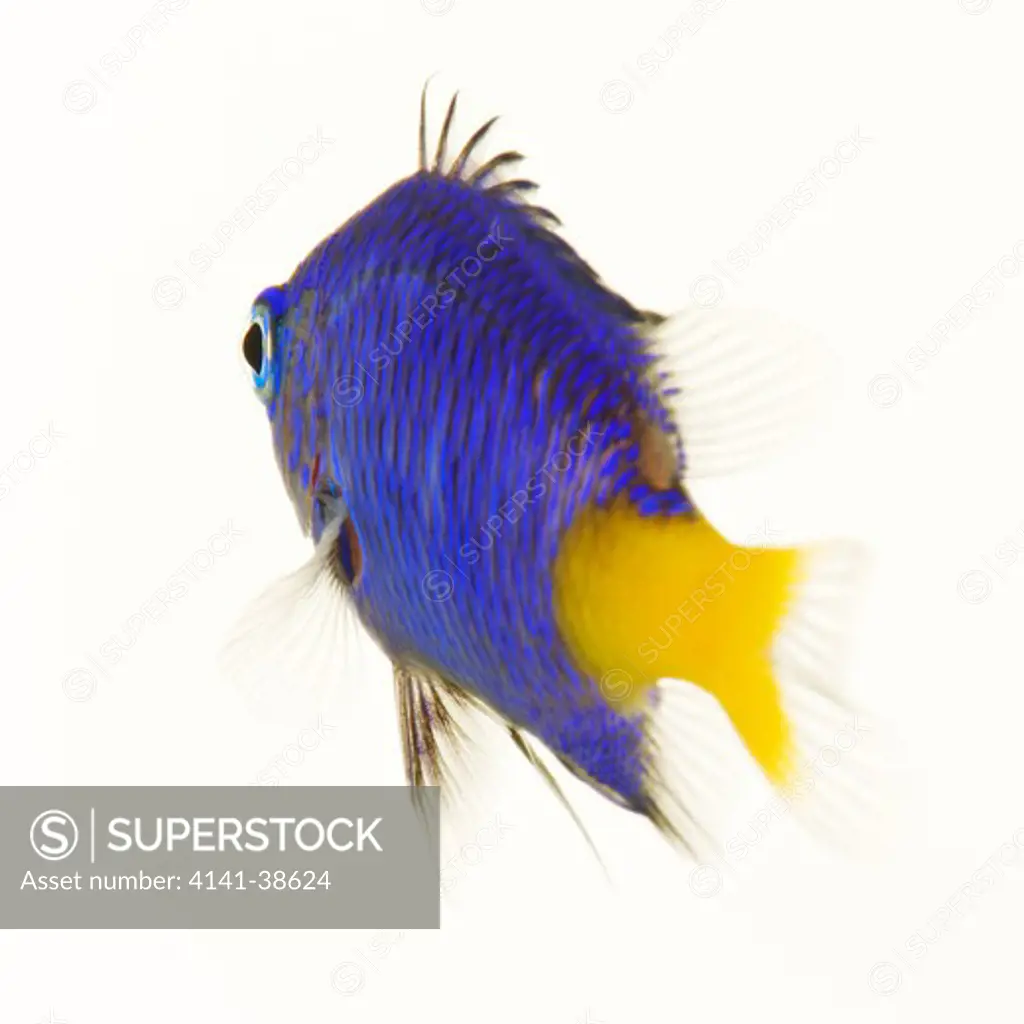 yellow tail blue damsel fish (chrysiptera parasema). omnivorious tropical marine reef fish. dist. indian and pacific ocean including srilanka, mauritius and australia as well as the red sea. against white background.