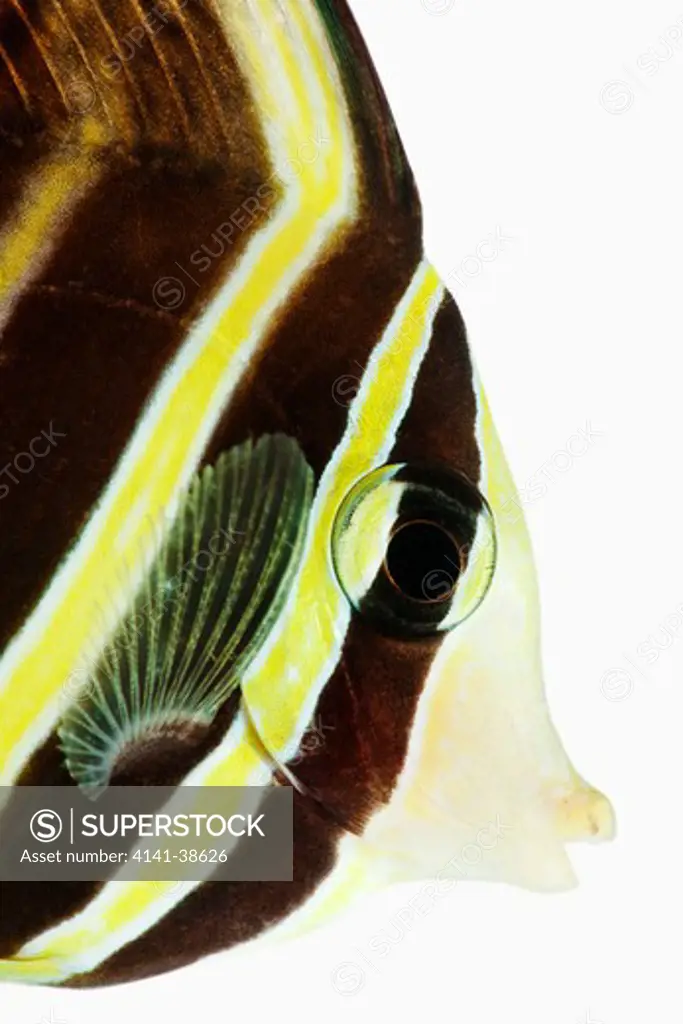 sailfin tang fish (zebrasoma veliferum). herbivorious tropical marine reef fish. dist. central and south pacific. studio shot against white background. 