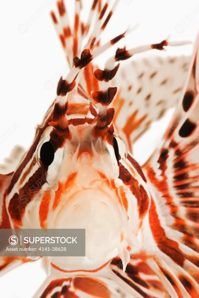 spotfin lion fish (pterois antennata). tropical marine reef fish also known as antennata lionfish and ragged-finned firefish. dist. indo -pacific. studio shot against white background. 