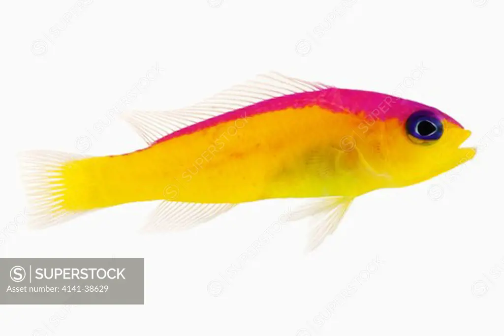 diademia gramma fish (pseudochromis diadema). also known as purple stripe pseudochromis, diadem dottyback fish. dist. western central pacific: eastern malay peninsula and western philippines. studio shot against white background. 