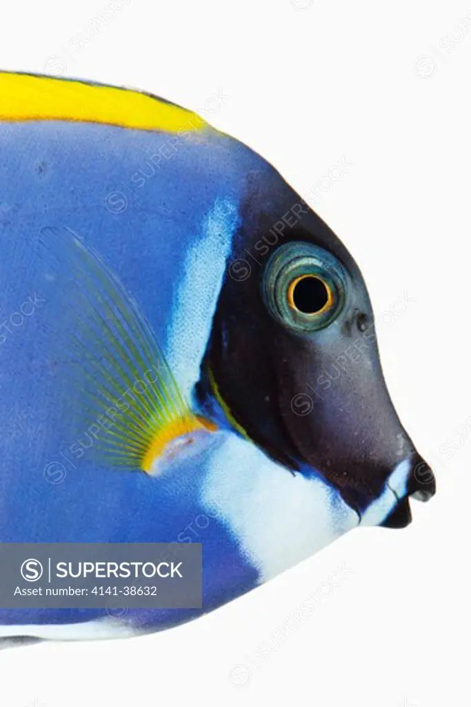 powder blue tang (acanthurus leucosternon). also known as powder blue surgeon fish. herbivorous tropical marine reef fish. dist. tropical indo-pacific. studio shot against white background. 