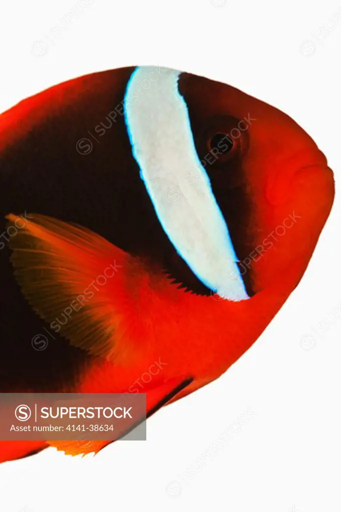 tomato clownfish (amphiprion ephippium). also known as bridled clownfish. anemone fish species that can sustain without host anemone. dist. western pacific. studio shot against white background. 